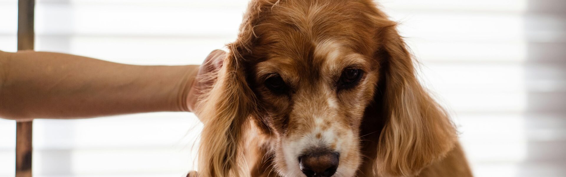 sposoby na usuwanie sierści