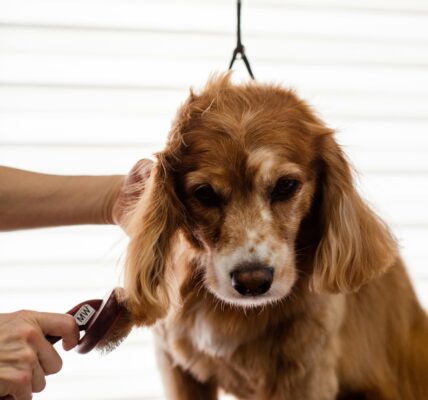 sposoby na usuwanie sierści