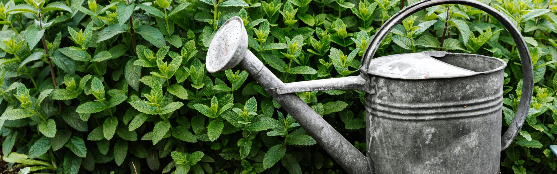 Konewka do podlewania ogrodu