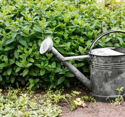 Konewka do podlewania ogrodu