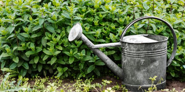 Konewka do podlewania ogrodu